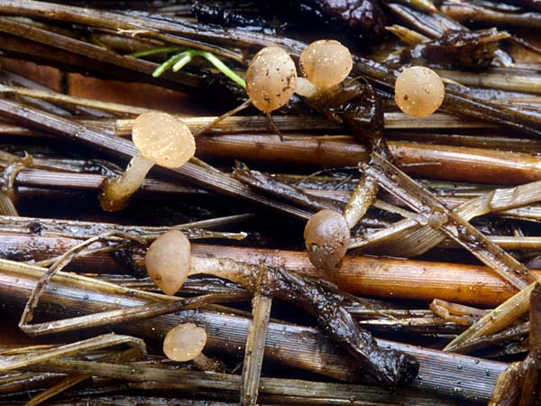 Cudoniella clavus